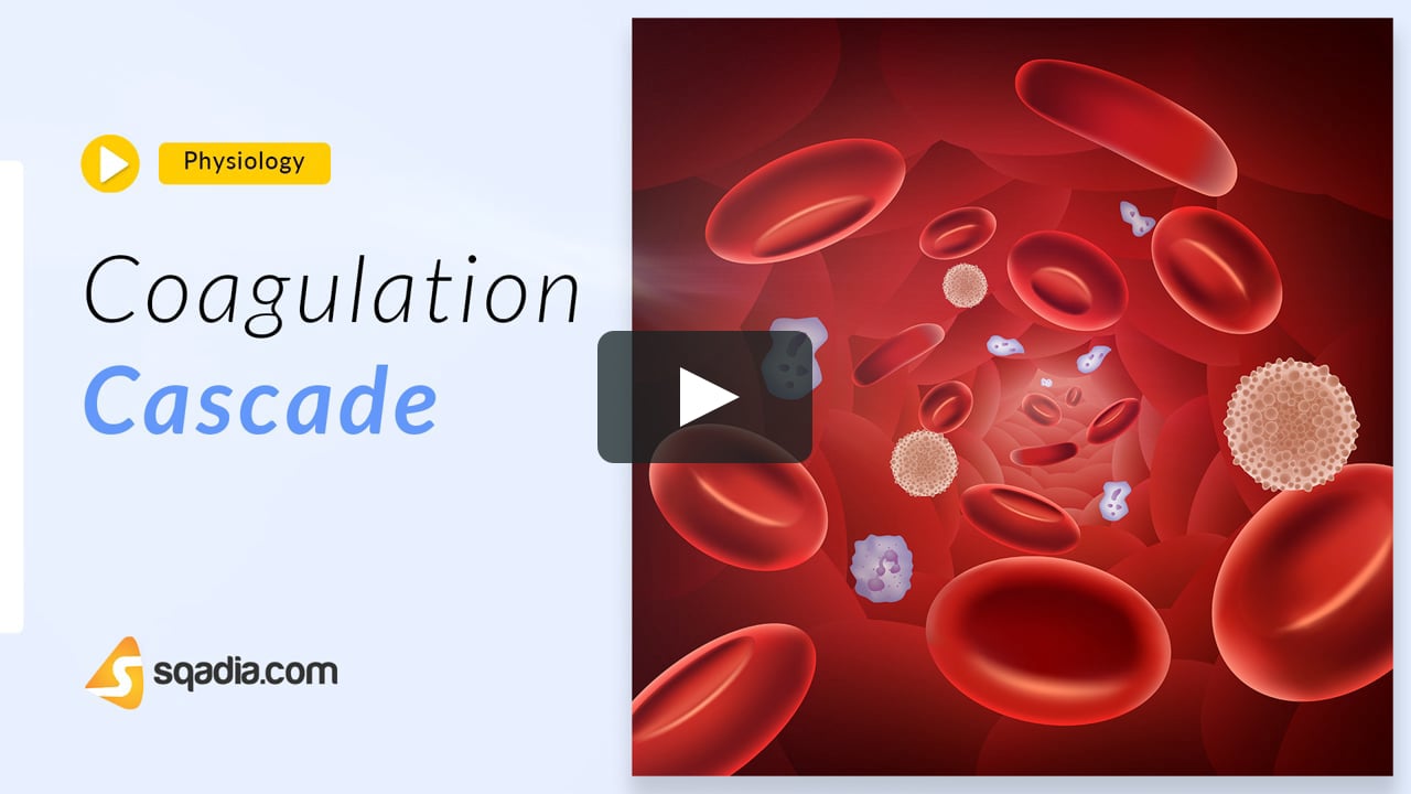 Coagulation Cascade | Physiology Animation Video | Medical Student |  V-Learning on Vimeo