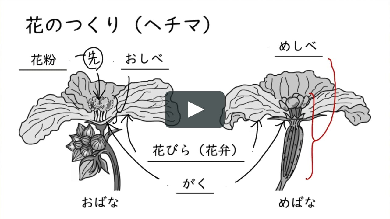 花のつくり On Vimeo 花のつくり On Vimeo