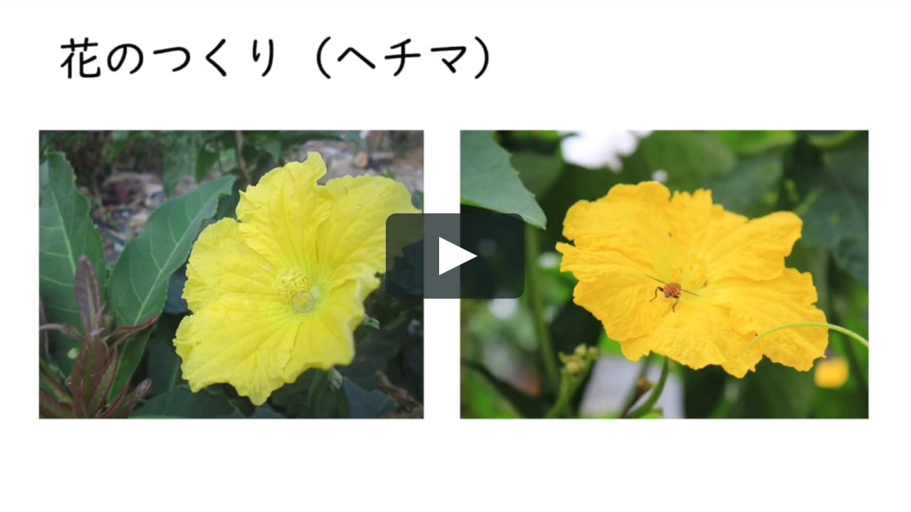 種子のでき方 ヘチマ On Vimeo 種子のでき方 ヘチマ On Vimeo