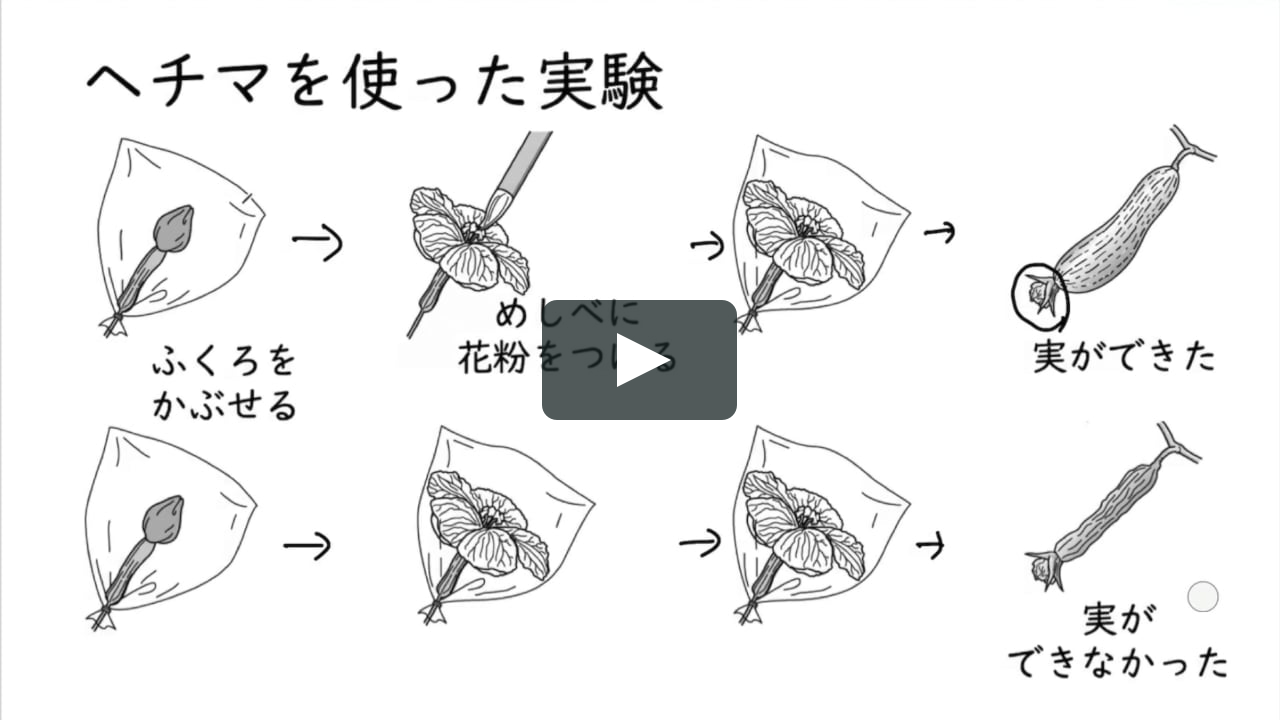 種子のでき方 アサガオ On Vimeo 種子のでき方 アサガオ On Vimeo