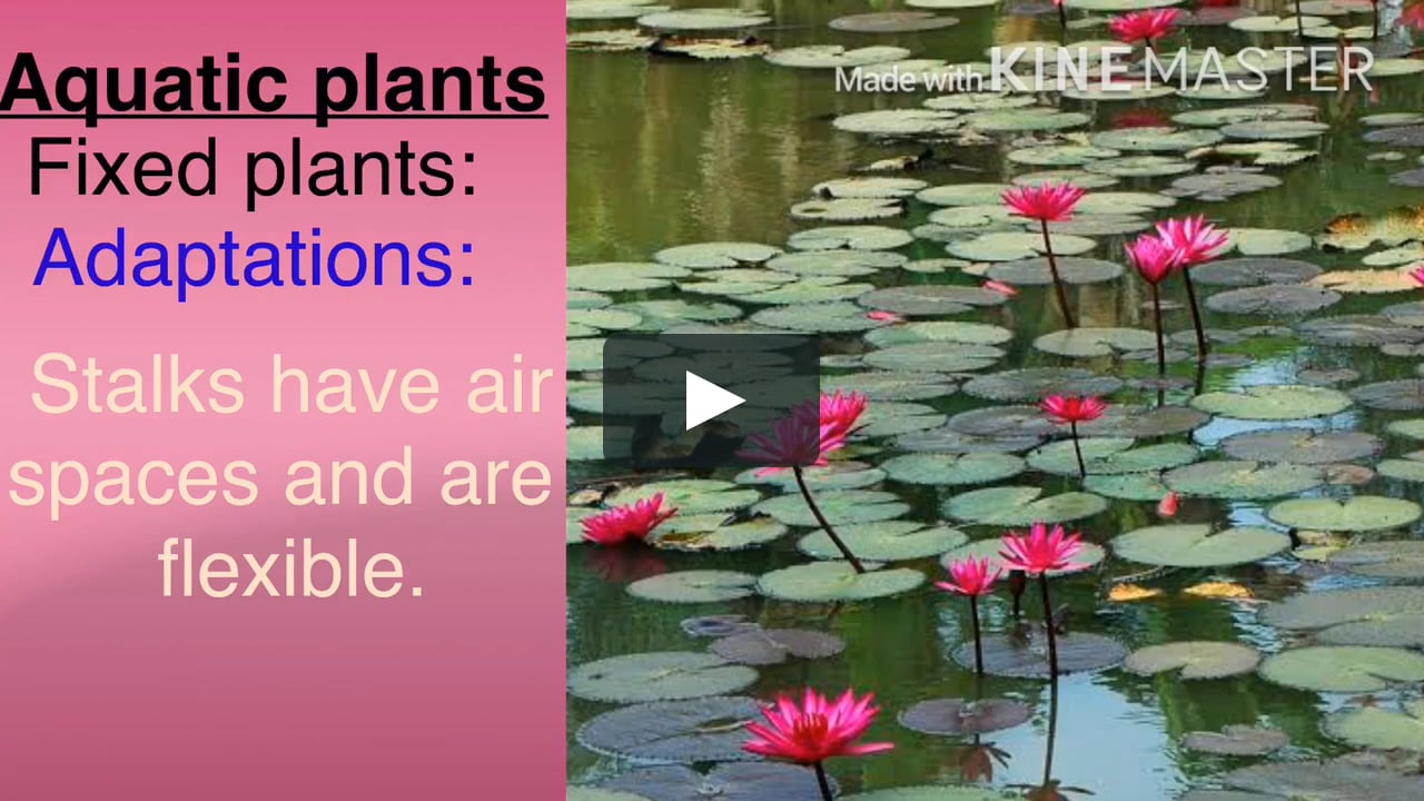 Chapter 7 Continuation Plants In Desert Swampy And Marshy Areas Floating And Fixed Aquatic Plants On Vimeo Chapter 7 Continuation Plants In Desert Swampy And Marshy Areas Floating And Fixed Aquatic Plants On Vimeo