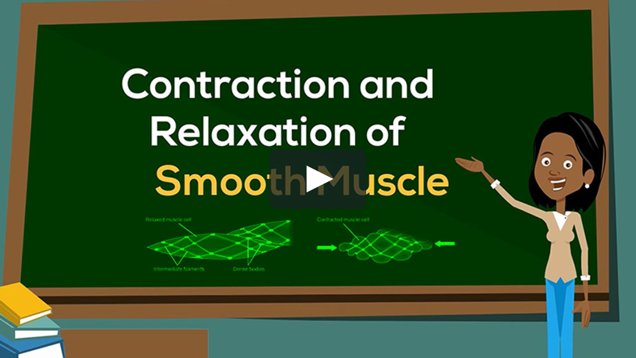 Contraction and Relaxation of Smooth Muscle | Physiology Animation |  V-Learning™ on Vimeo