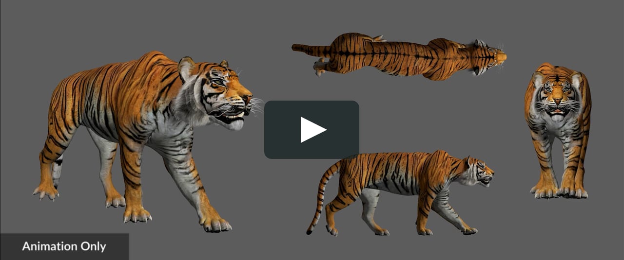 Tiger Walk Cycle on Vimeo