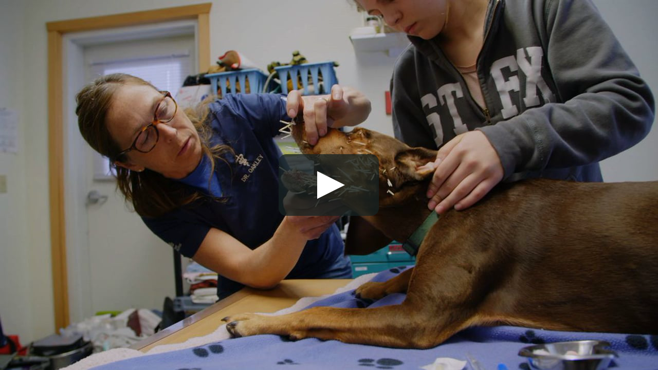 Dr. Oakley Yukon Vet Northern Lites “Greyhounds Anatomy” on Vimeo