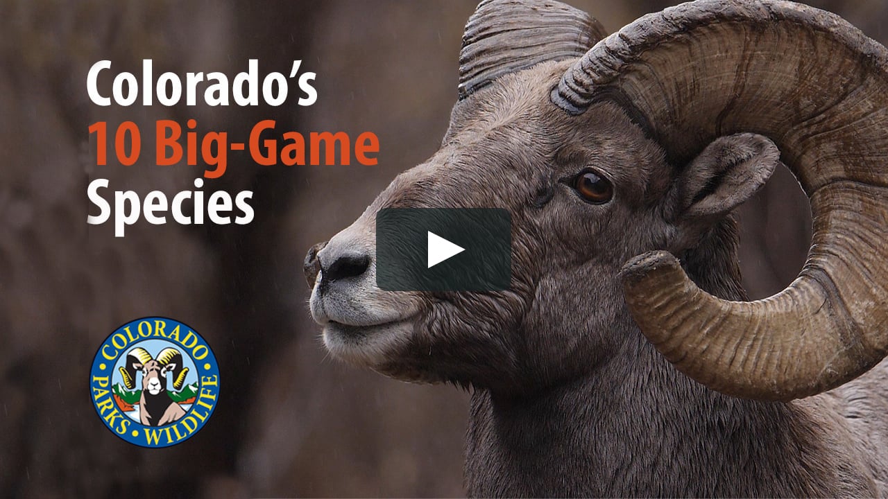 Colorado's Ten BigGame Species on Vimeo