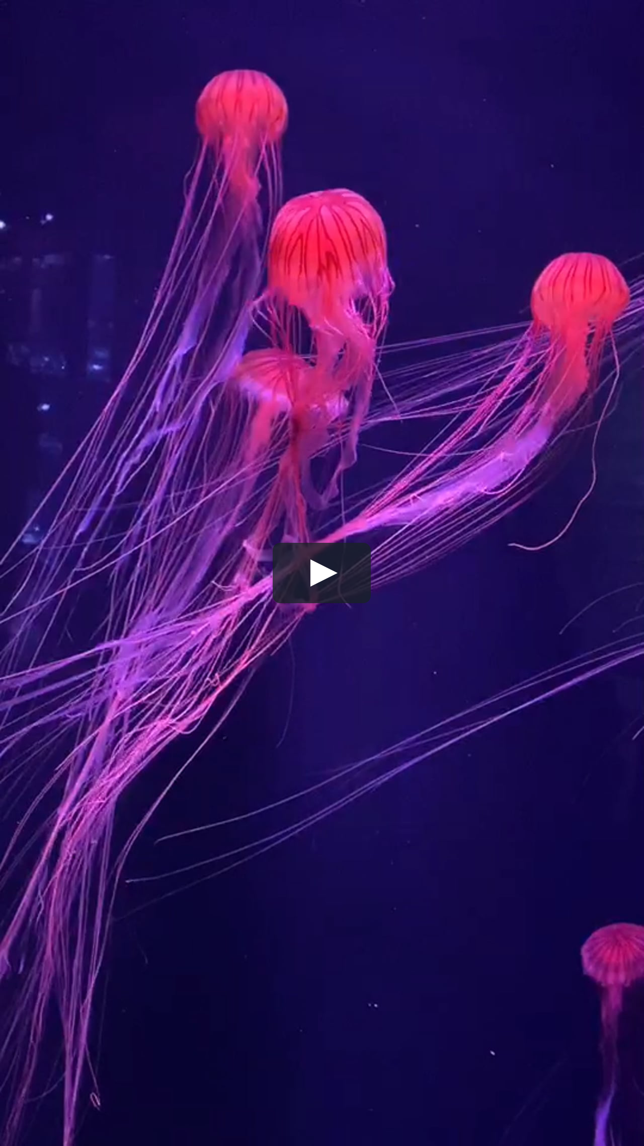 新田悠守気のvlog 珍しいピンクのクラゲ On Vimeo