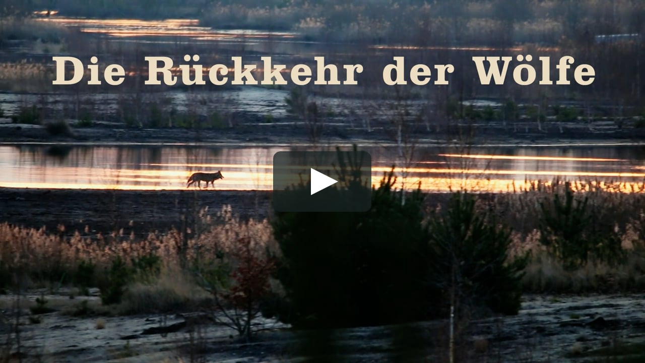 watch-die-r-ckkehr-der-w-lfe-online-vimeo-on-demand-on-vimeo