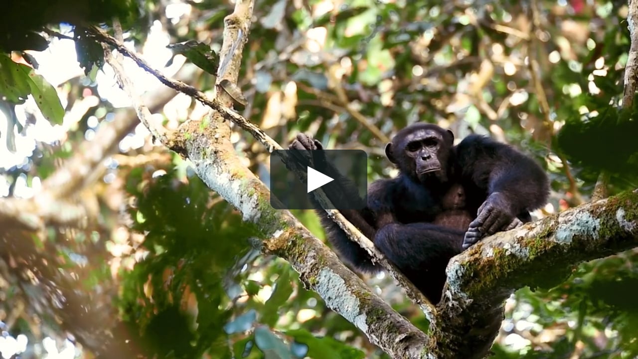 Wildlife Conservation Society - We Stand for Wildlife: Perspective