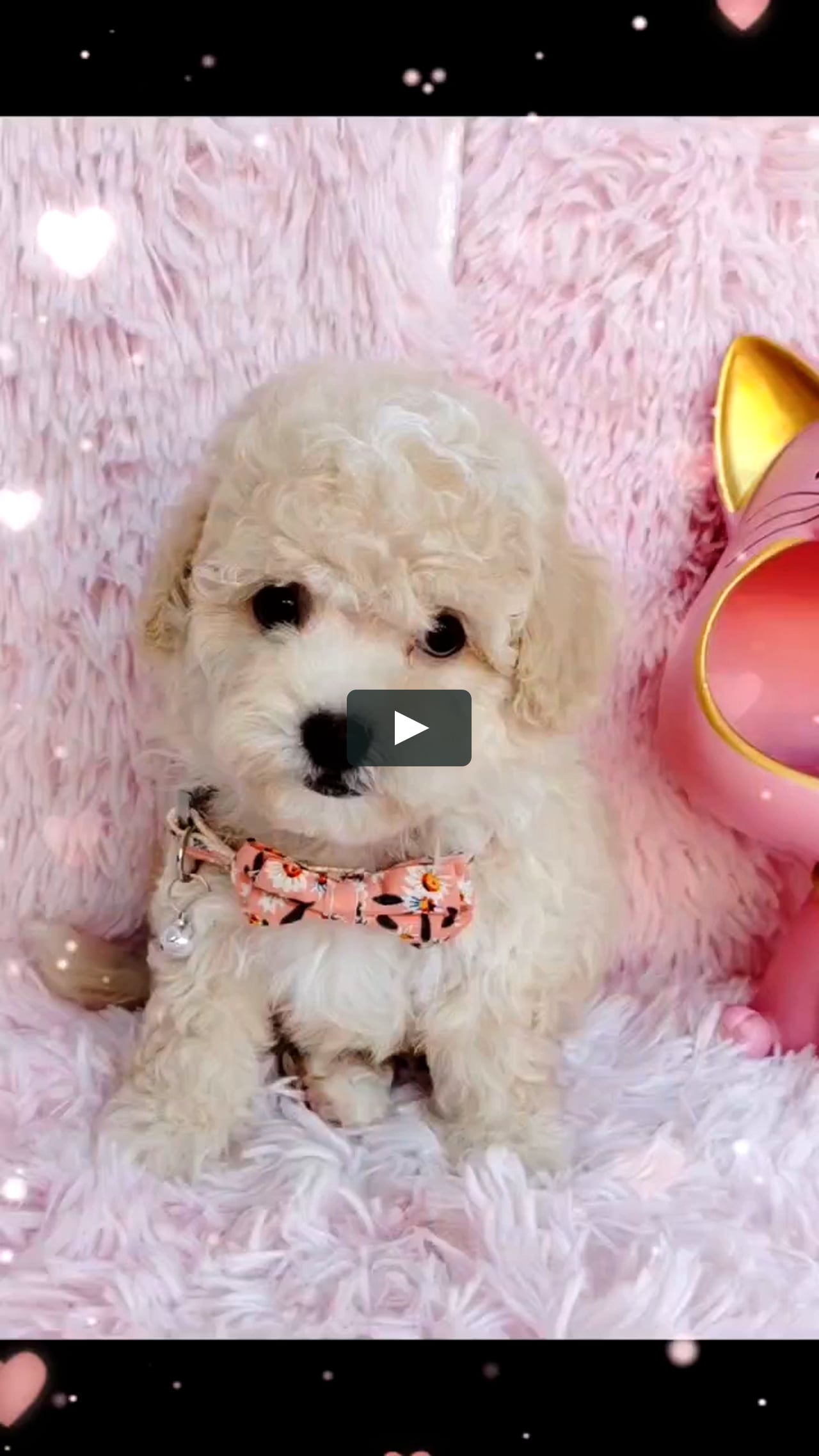 PV Cream White Maltipoo Puppy (Male) For Sale 1 on Vimeo