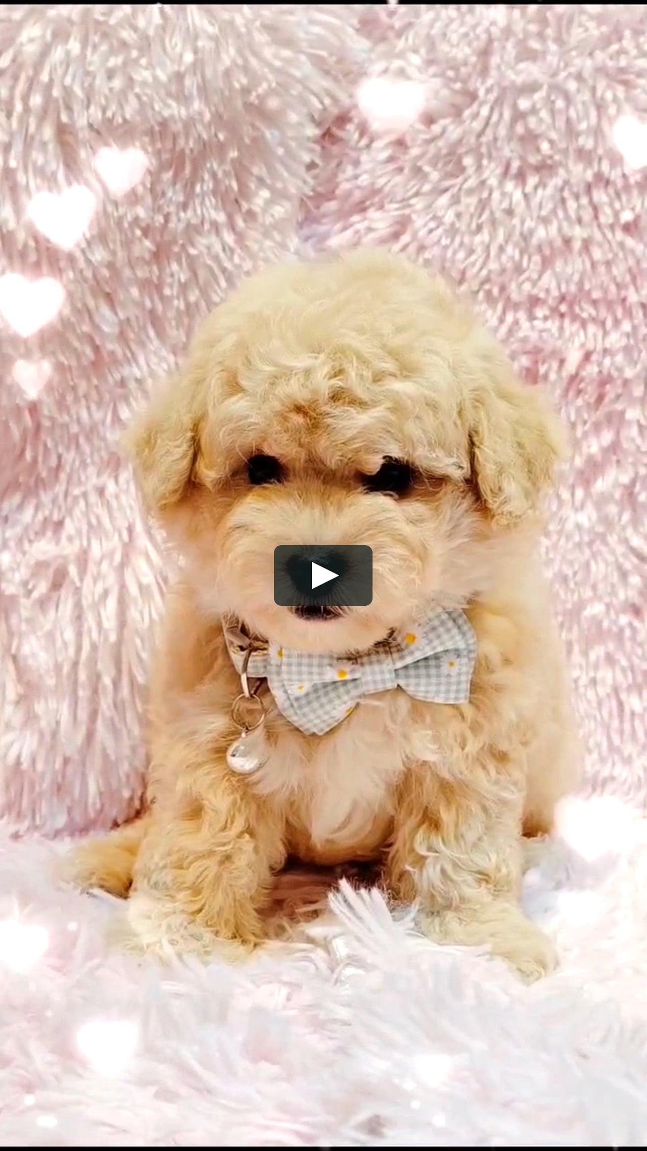 PV Cream White Maltipoo Puppy (Male) For Sale 2 on Vimeo