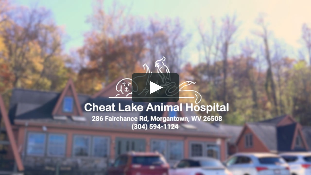 Cheat Lake Animal Hospital Branding Video West Virginia's Premier 24Hour Veterinary Hospital