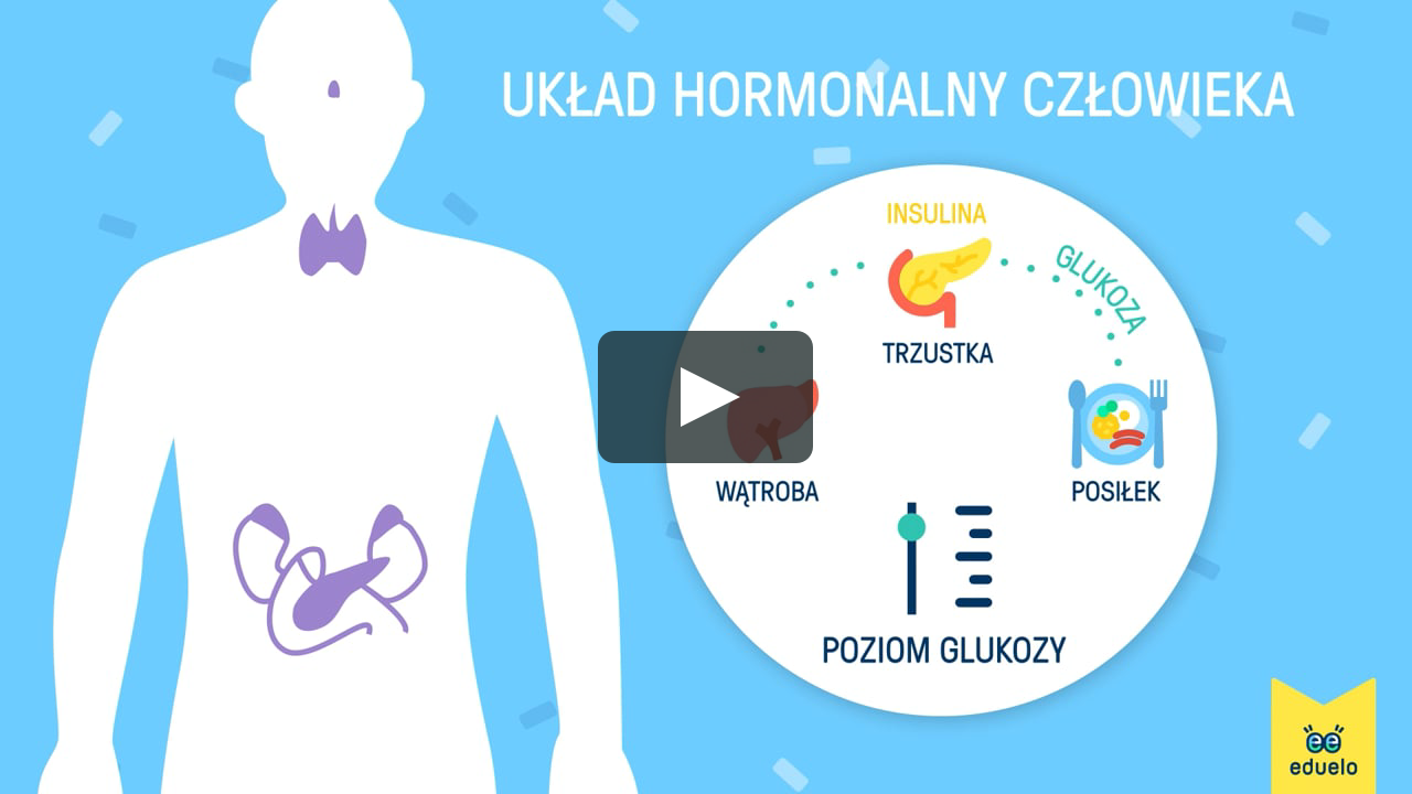 Sprawdzian Biologia Układ Nerwowy I Hormonalny Układ hormonalny człowieka - Biologia, klasa V - VIII - Eduelo.pl on Vimeo