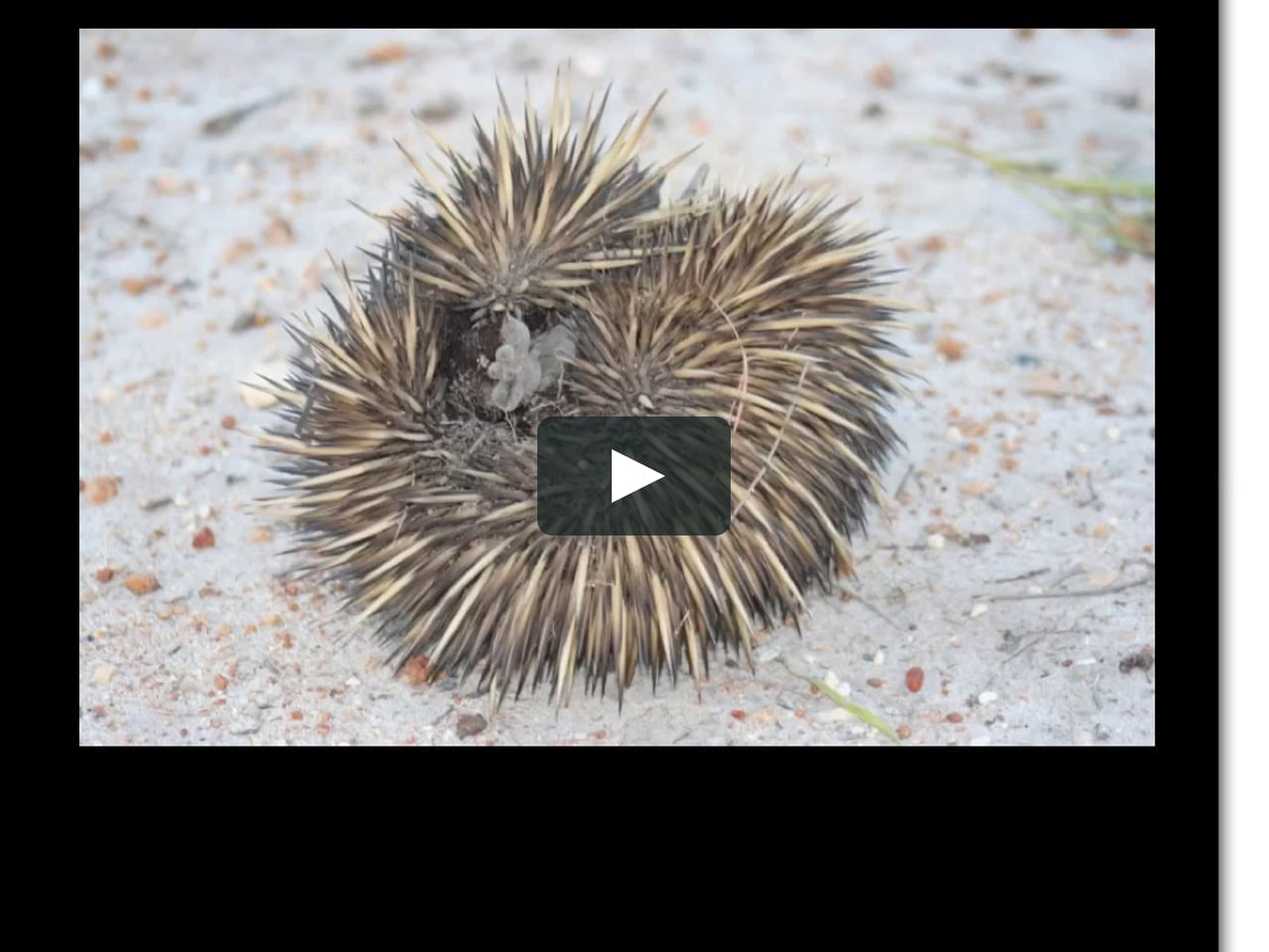 How The Echidna Got Its Spikes By Karl on Vimeo How The Echidna Got Its Spikes By Karl on Vimeo
