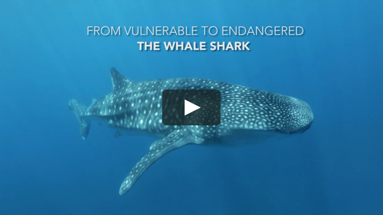 From Vulnerable to Endangered - The Whale Shark on Vimeo