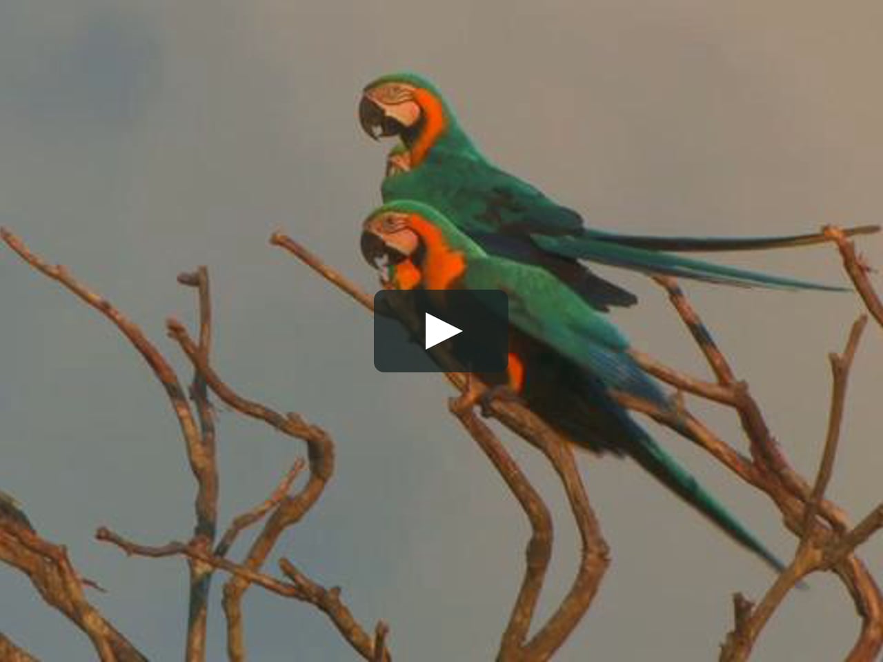 Blue-throated Macaws Conservation, Bolivia on Vimeo