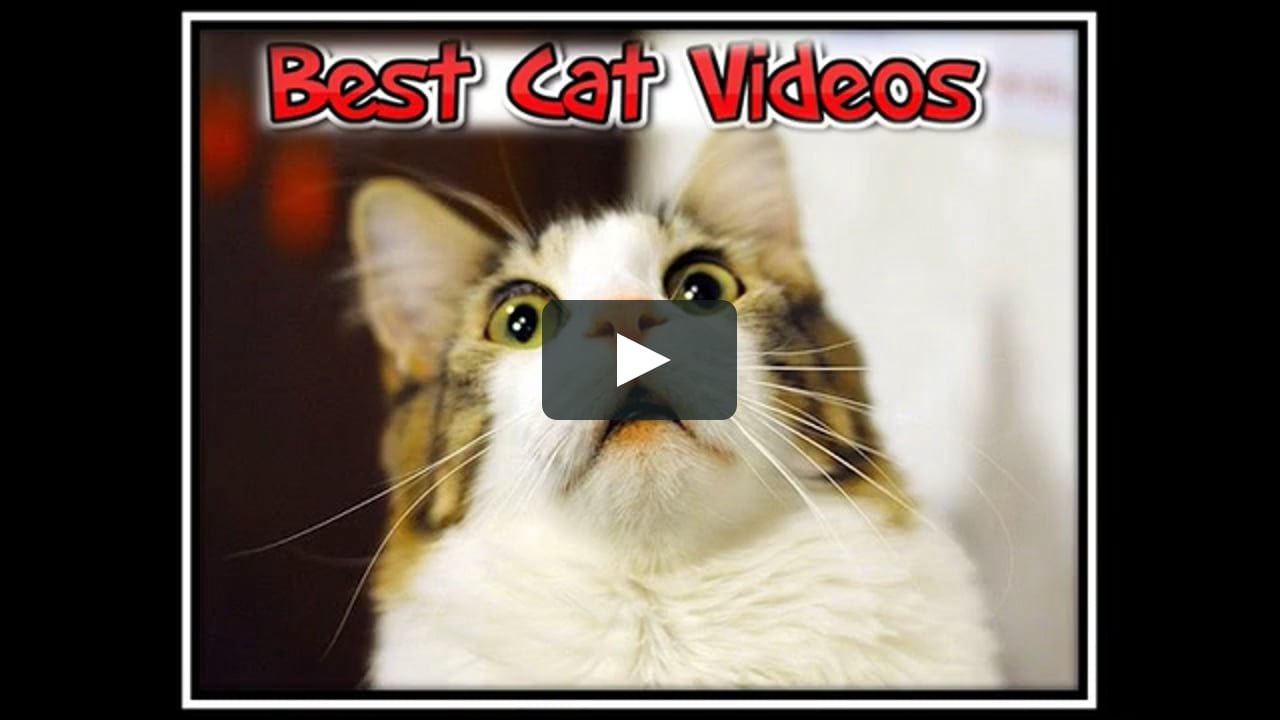 Funny cat videos - Funny cat Youtube 2017 on Vimeo
