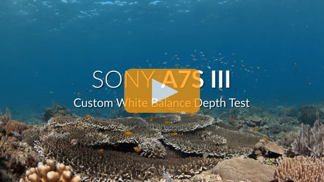 Sony A7S III | Underwater White Balance Color Test | 4K 60p