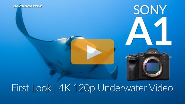 Sony A1 | First Look 4K Underwater Video