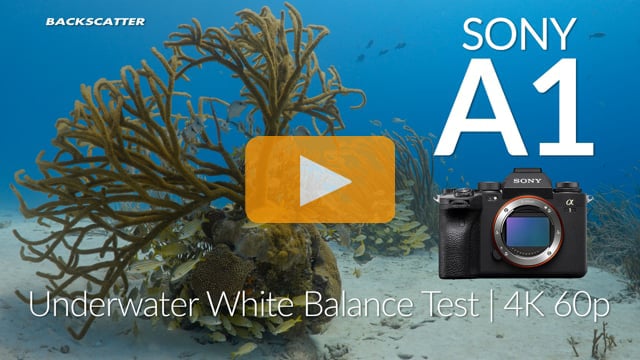 Sony A1 - Underwater White Balance Depth Test