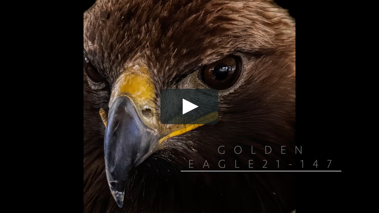 Golden Eagle 21-147Back to the Wild on Vimeo