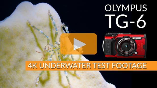Olympus TG-6 | 4K 30p Underwater Test Footage | Little Cayman 2019