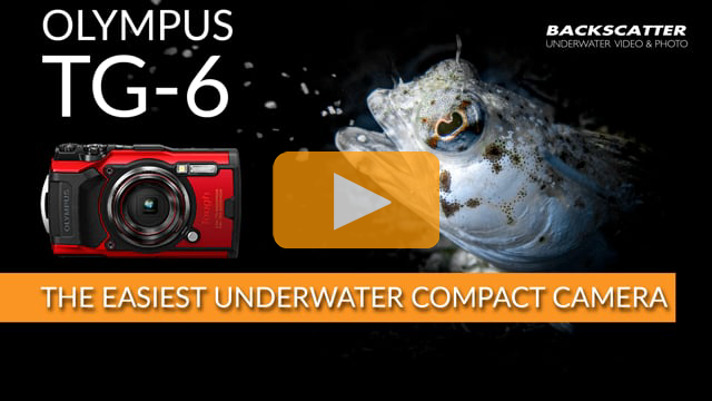 Olympus TG-6 | The Easiest Compact Camera for Underwater Photography