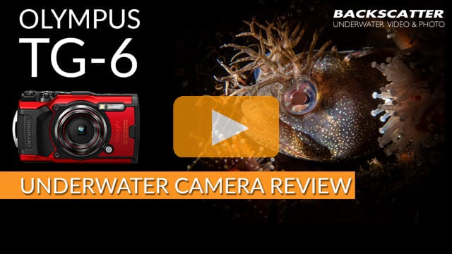 Olympus TG-6 Underwater Camera Review