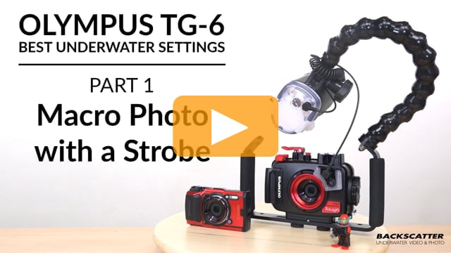 Olympus TG-6 | Best Underwater Camera Settings | Part 1 - Macro Photo with a Strobe
