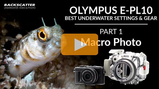 Olympus E-PL10 | Best Underwater Camera Settings | Part 1 - Macro Photo