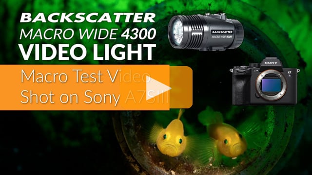 Backscatter Macro Wide Video Light MW-4300 | Underwater Macro Test Footage | Lembeh