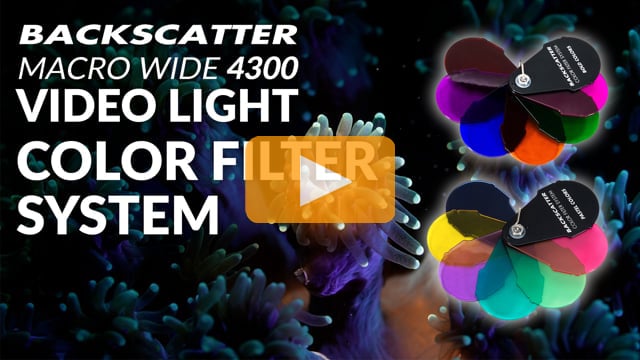 Backscatter Macro Wide 4300 Video Light MW-4300 | Color Filter System Underwater Test Footage