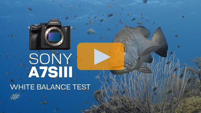 Sony A7S III | Underwater White Balance Test