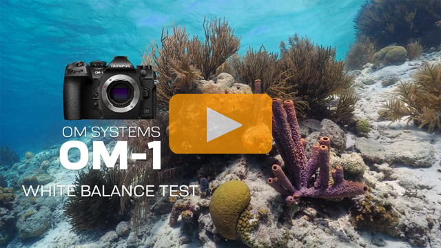 OM Systems OM-1 | Underwater White Balance Test Video