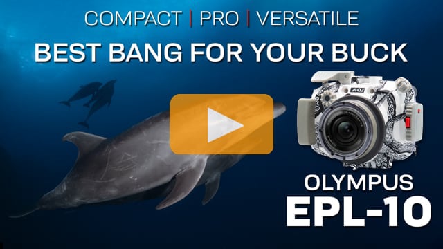 The Best Bang For Your Buck: Olympus PEN E-PL10 and Backscatter Octo Housing