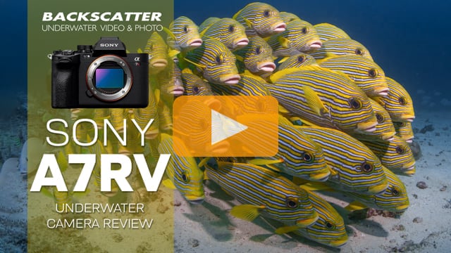 Sony A7R V Underwater Camera Review