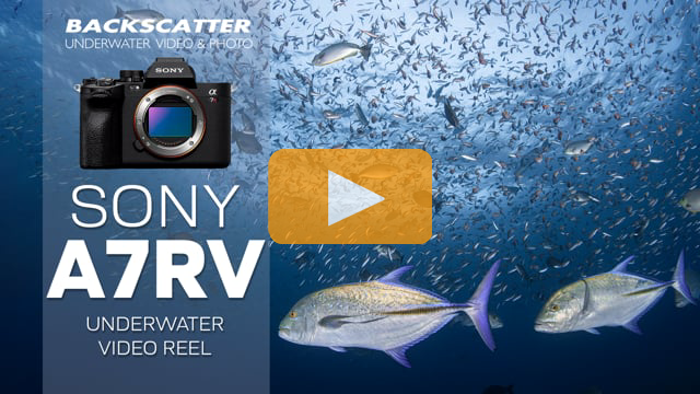 Sony A7R V Underwater Video Reel | 4K 60p Sample Test Footage