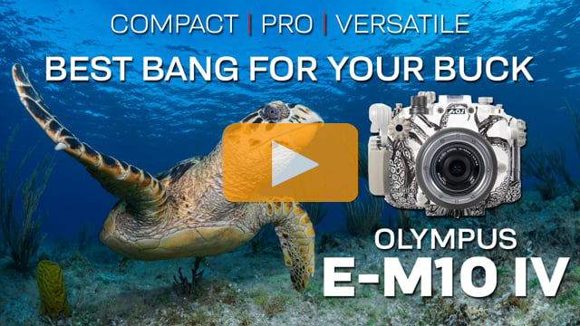 The Best Bang For Your Buck: Olympus E-M10 IV and Backscatter Octo Housing