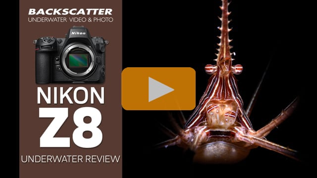 Nikon Z8 Underwater Camera Review