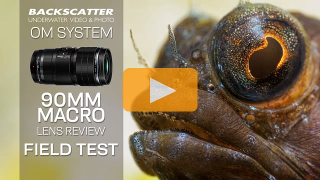 OM System (Olympus) 90mm Macro Lens Underwater Review - Field Test