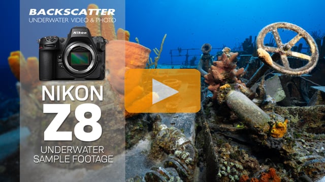 Nikon Z8 Underwater Sample Footage