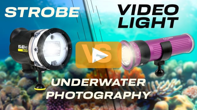 Strobes vs. Video Lights | The Best Light For Underwater Photography