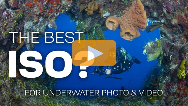 The Best ISO For Underwater Photography & Videography