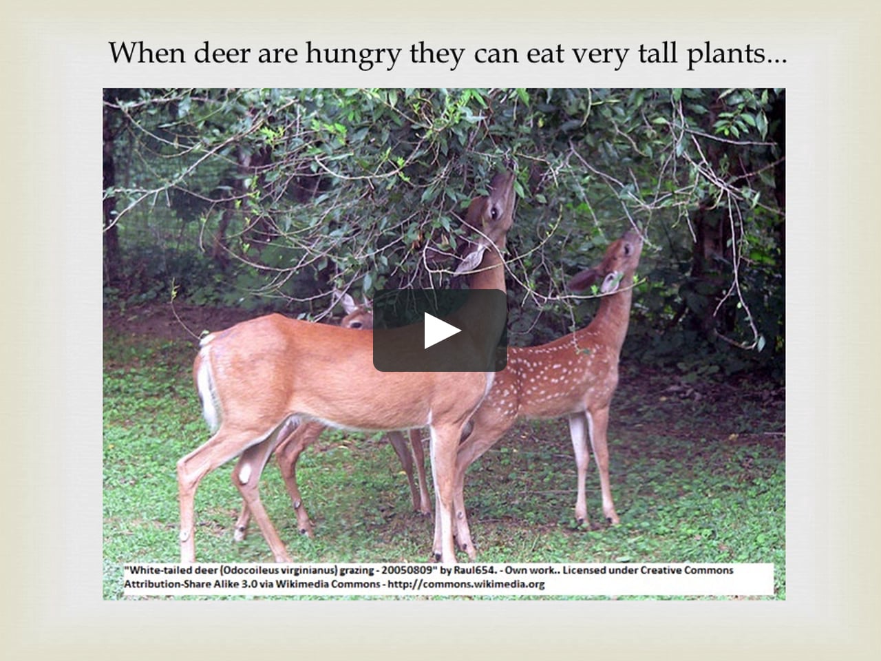 How do deer change the environment on Vimeo