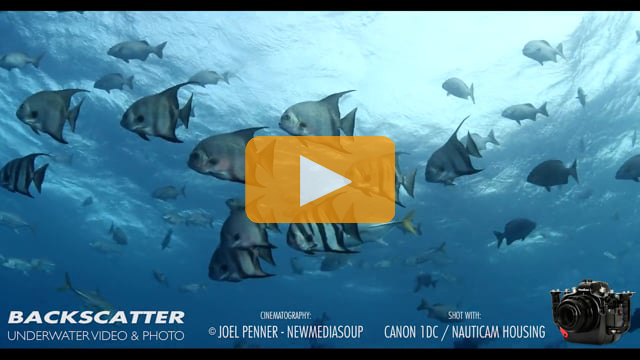 Canon 1DC 4k Underwater Camera Footage from the 2015 Digital Shootout in Roatan