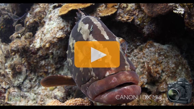 Grouper Spa 4K - Shot with a Canon 1DX MKII - 60fps underwater video test footage