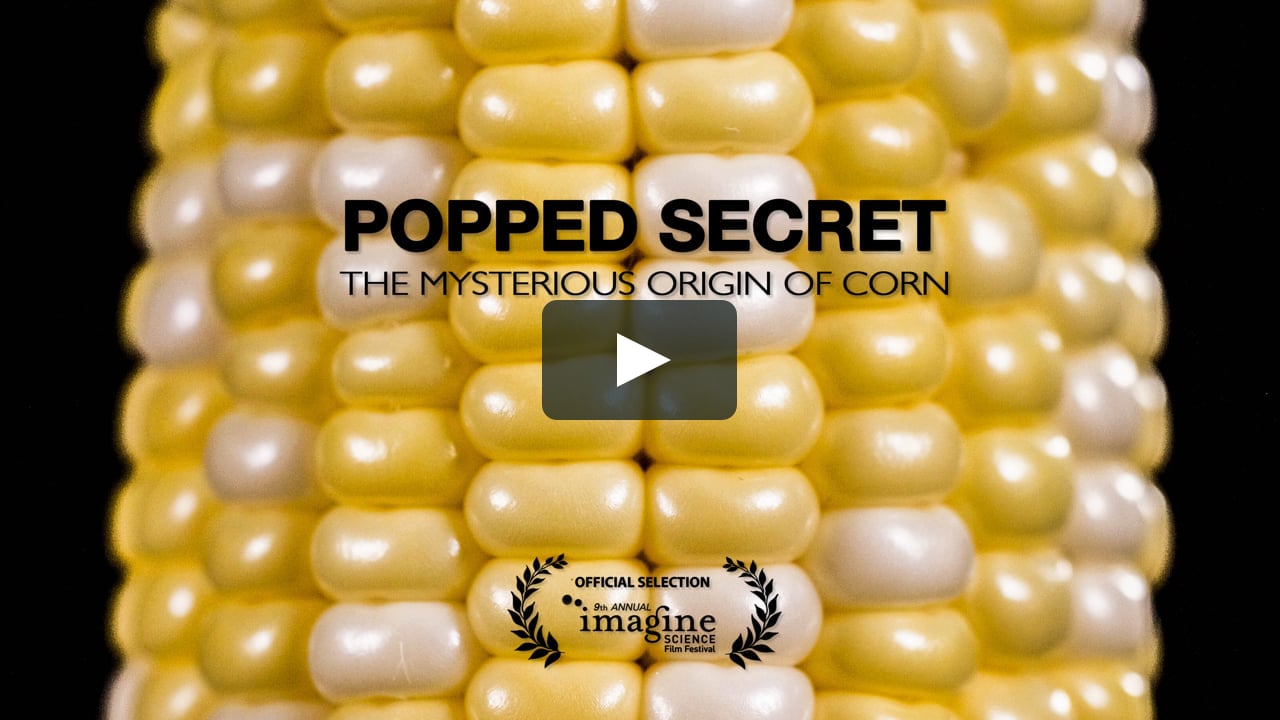 Popped Secret: The Mysterious Origin of Maize on Vimeo Popped Secret: The Mysterious Origin of Maize on Vimeo