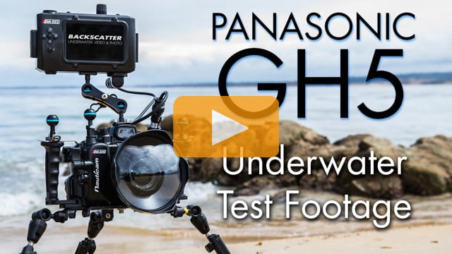 First Dive with Panasonic GH5 - Underwater Test Footage