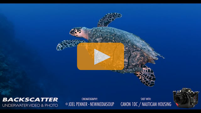 Canon 1DC Video with SeaWolf OrcaLight 860 15,000 Lumen Lights - Underwater Camera Test