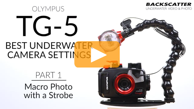 Part 1: Macro Photo with a Strobe - Olympus TG-5 Best Camera Settings for Underwater Photography