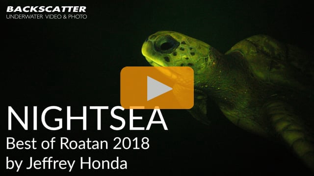 Nightsea - Best of Roatan 2018 - Shot by Jeffrey Honda